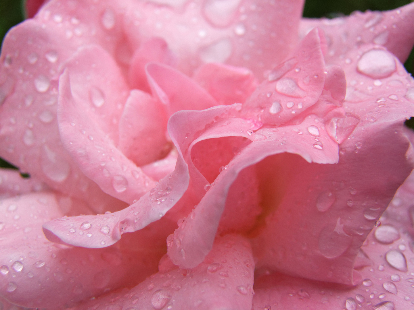 Rose im Regen