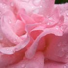 Rose im Regen