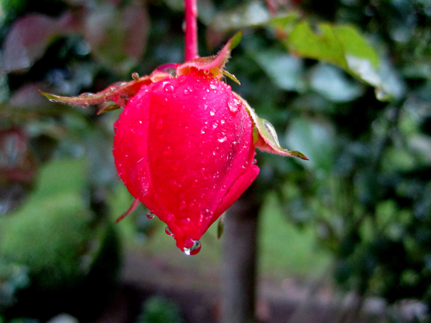 Rose im Regen