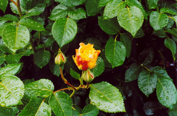 Rose im Regen