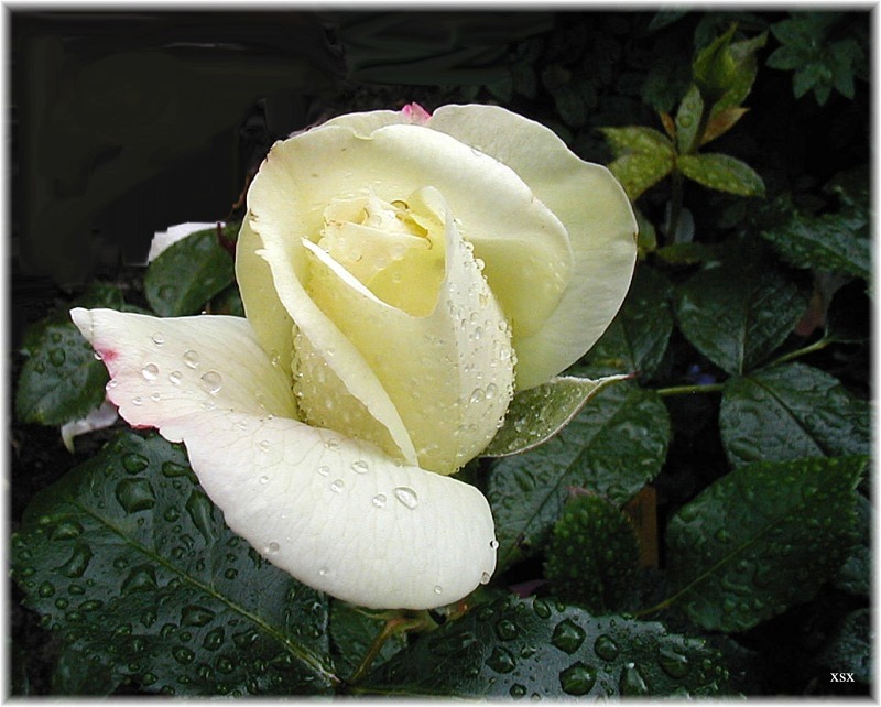 Rose im Regen