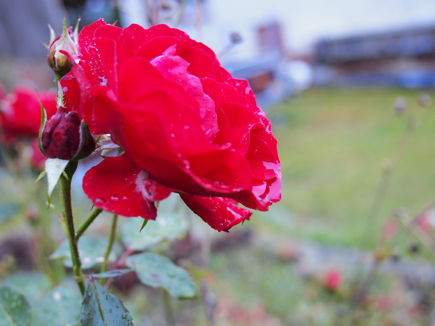 Rose im Regen