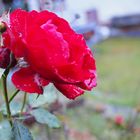 Rose im Regen