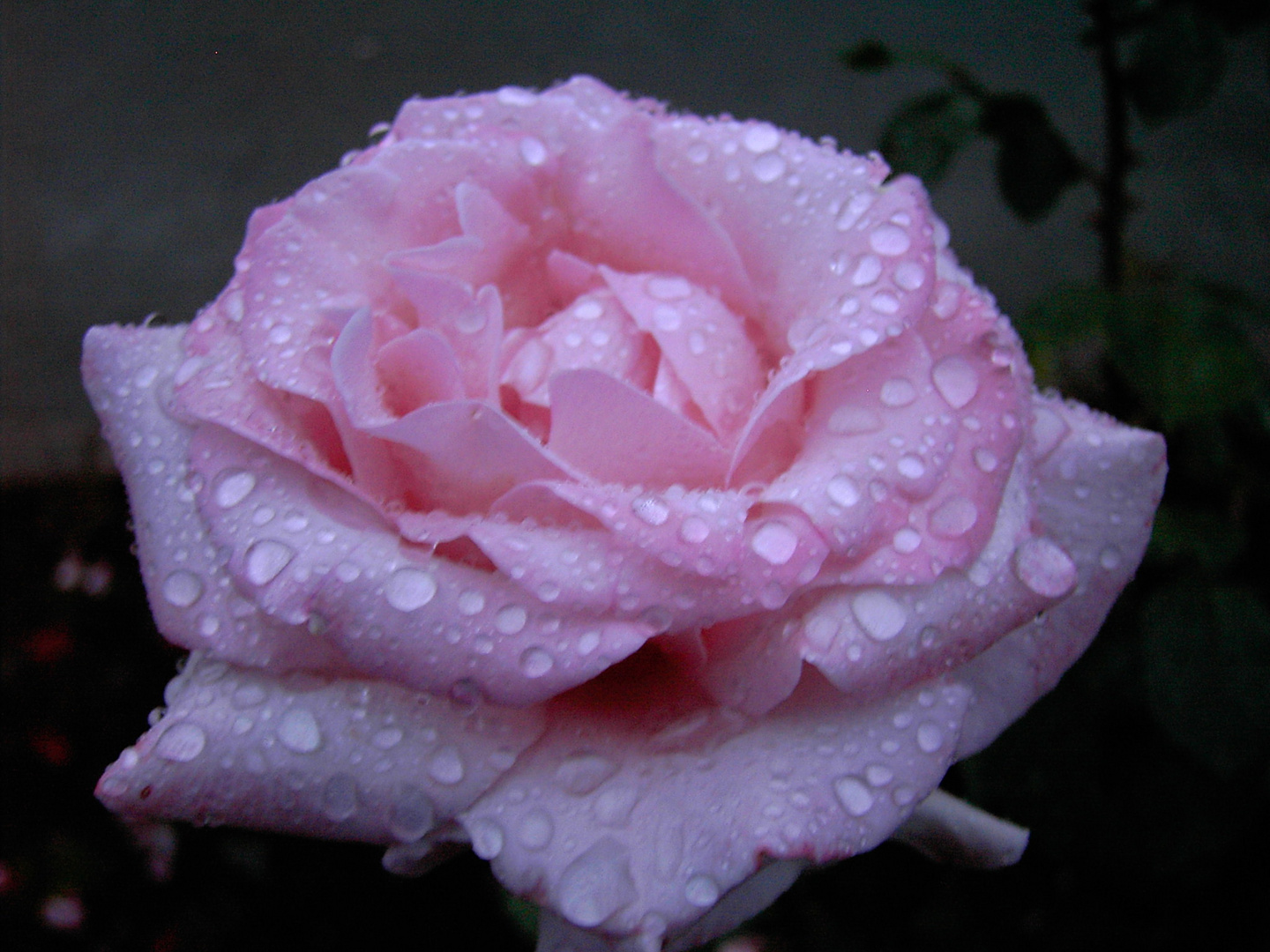 Rose im Regen