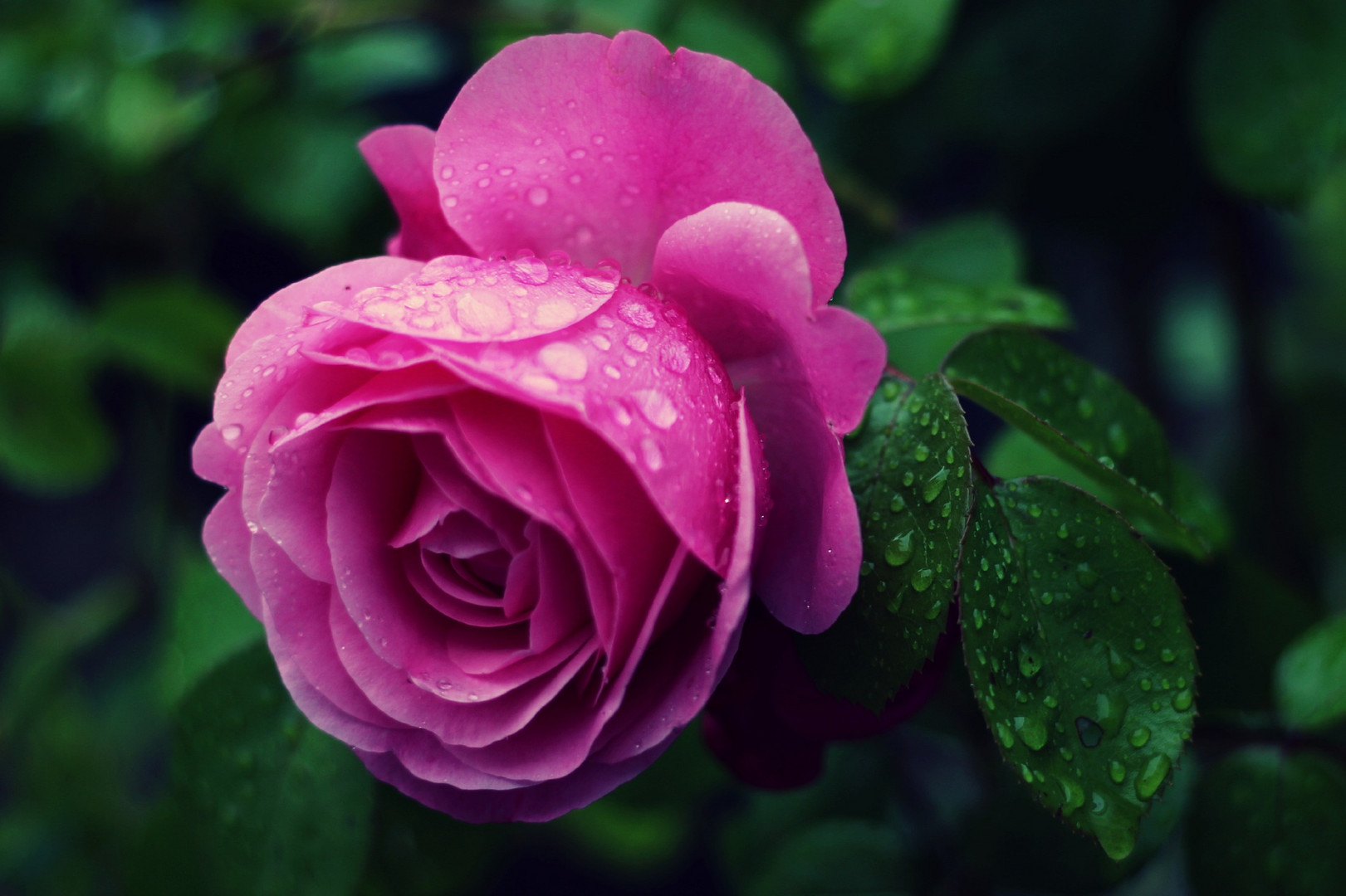 Rose im Regen