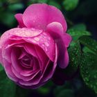 Rose im Regen