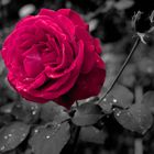 Rose im Regen als Colorkey