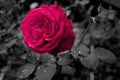 Rose im Regen als Colorkey