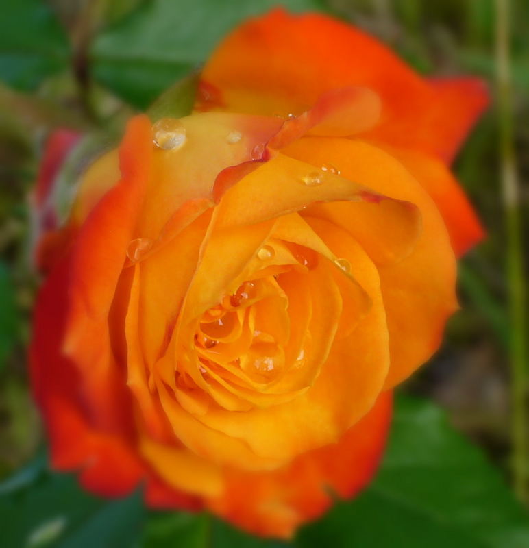 Rose im Regen