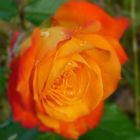 Rose im Regen