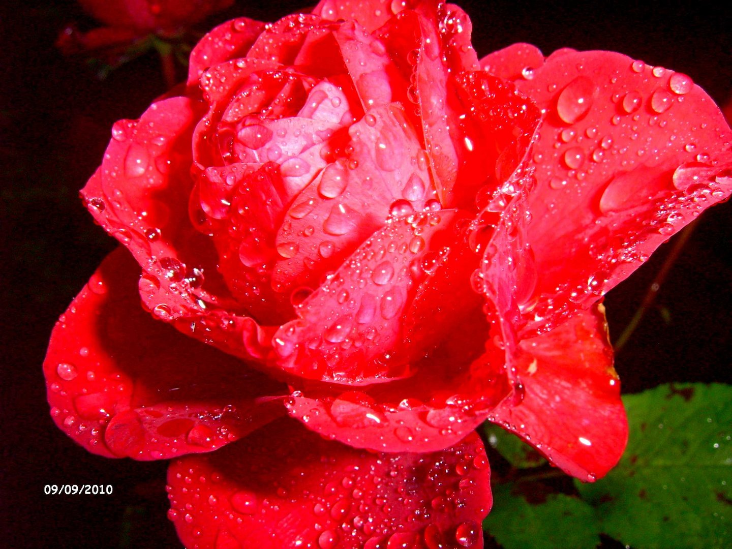 rose im regen