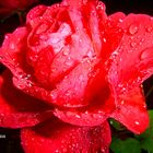 rose im regen