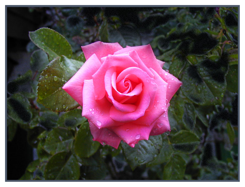 Rose im Regen