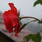 Rose im Regen