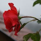 Rose im Regen