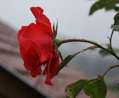 Rose im Regen