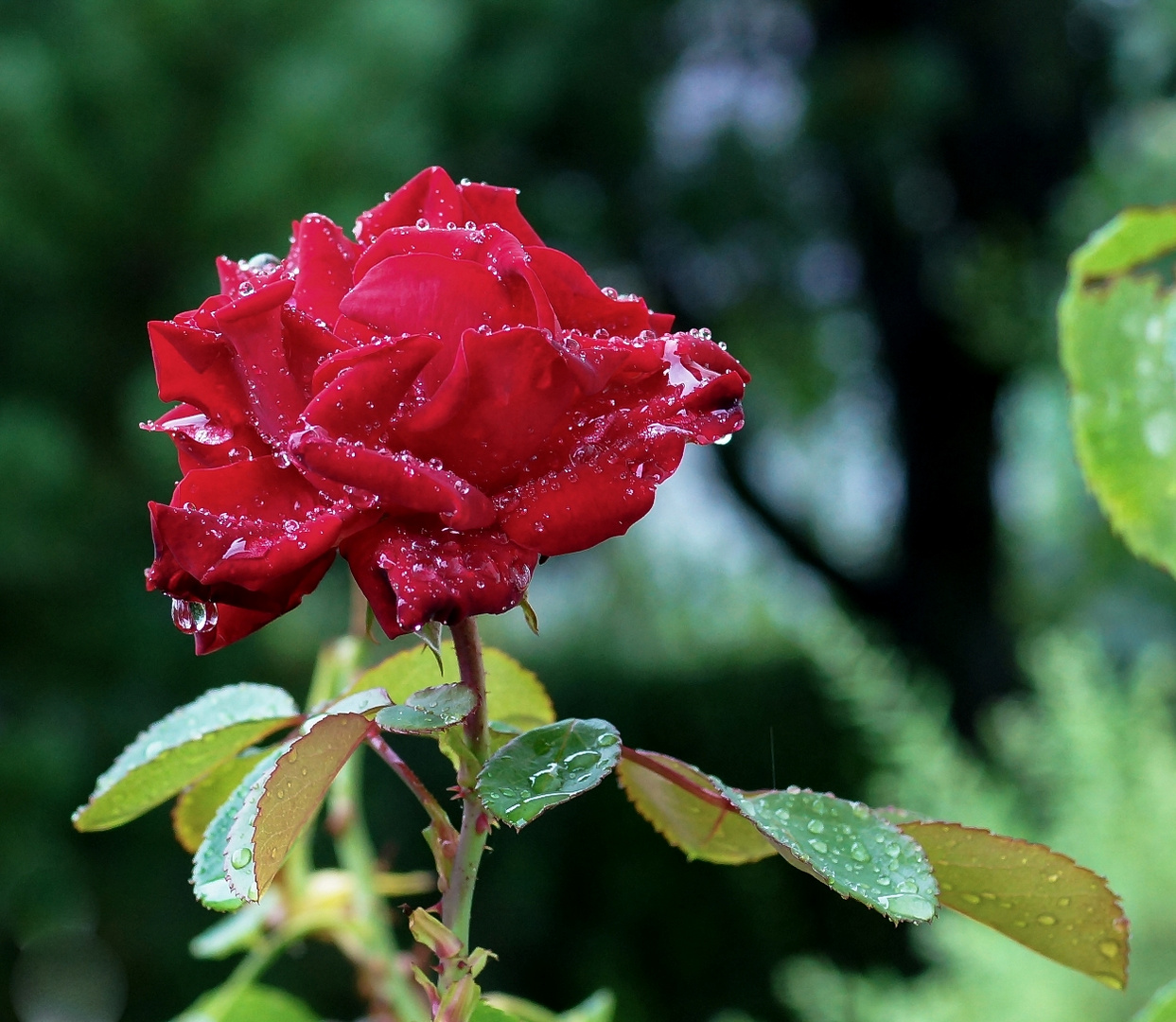 Rose im Regen