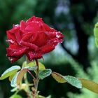 Rose im Regen