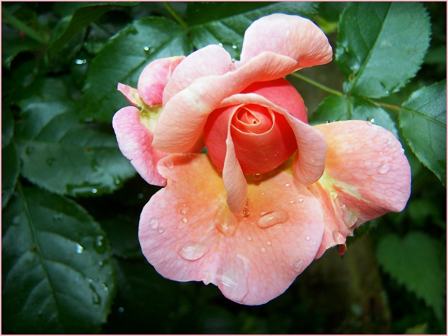 Rose im Regen