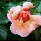 Rose im Regen