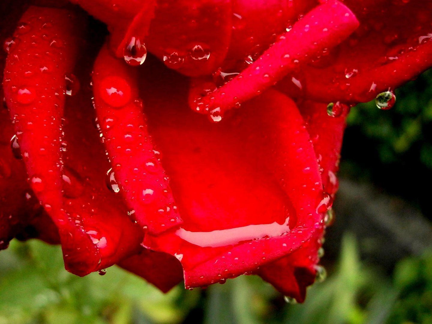 Rose im Regen