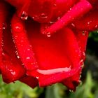 Rose im Regen