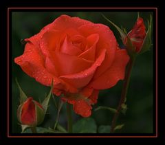 Rose im Regen