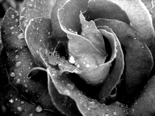 Rose im Regen