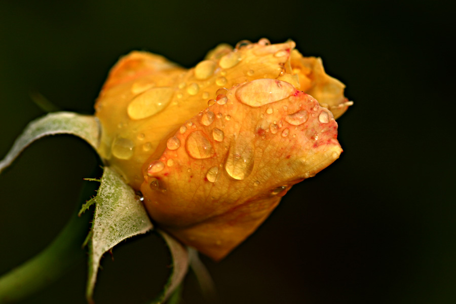 Rose im Regen