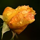 Rose im Regen