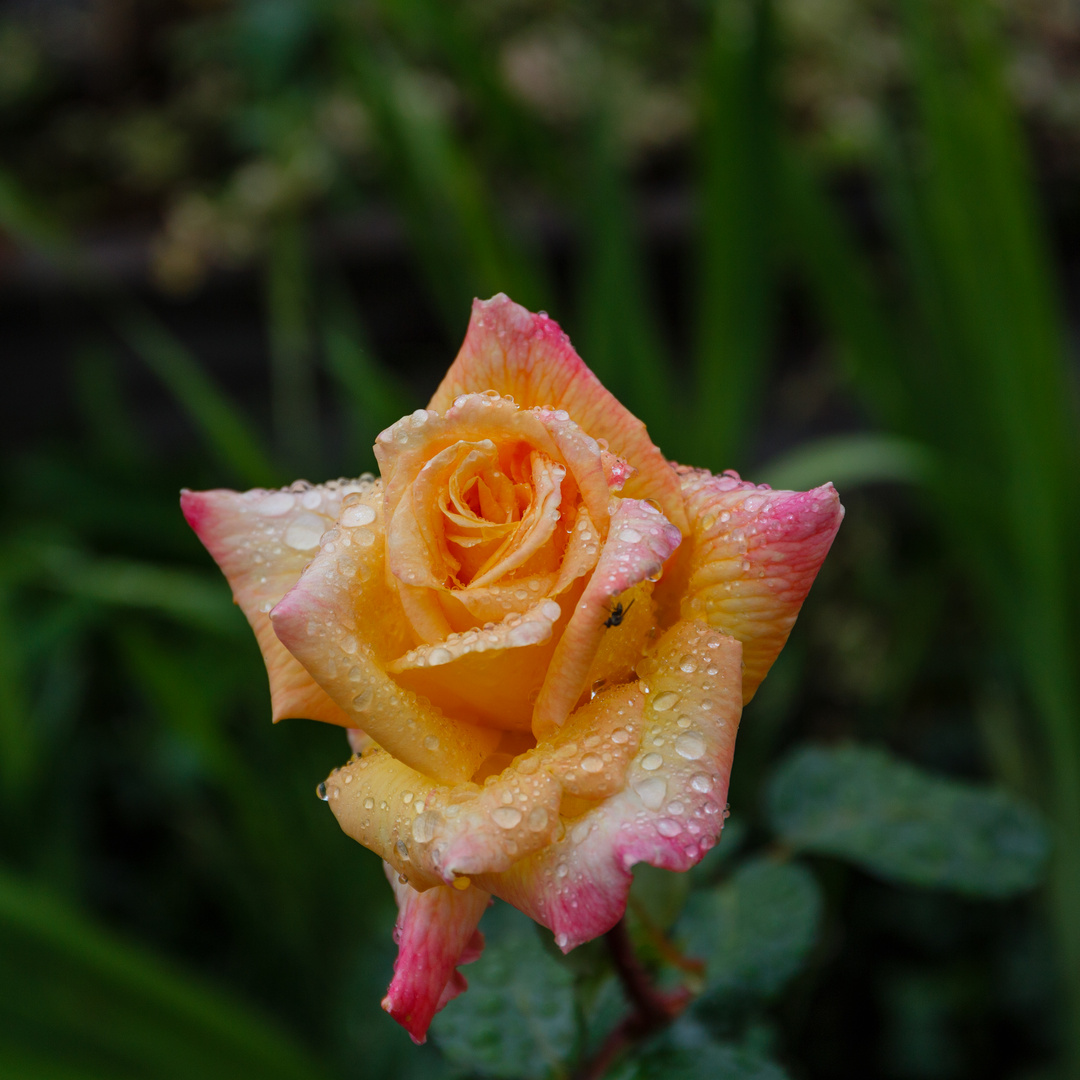 Rose im Regen