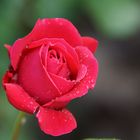 Rose im Regen