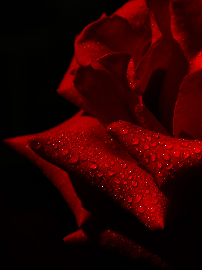 Rose im Regen