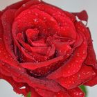 Rose im Regen