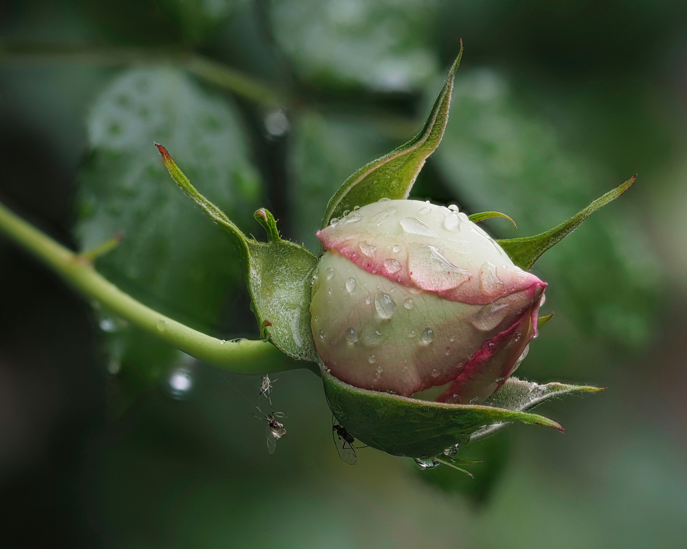 " Rose im Regen "