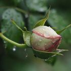 " Rose im Regen "