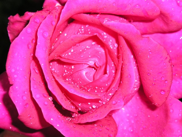 Rose im Regen