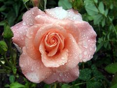 Rose im Regen