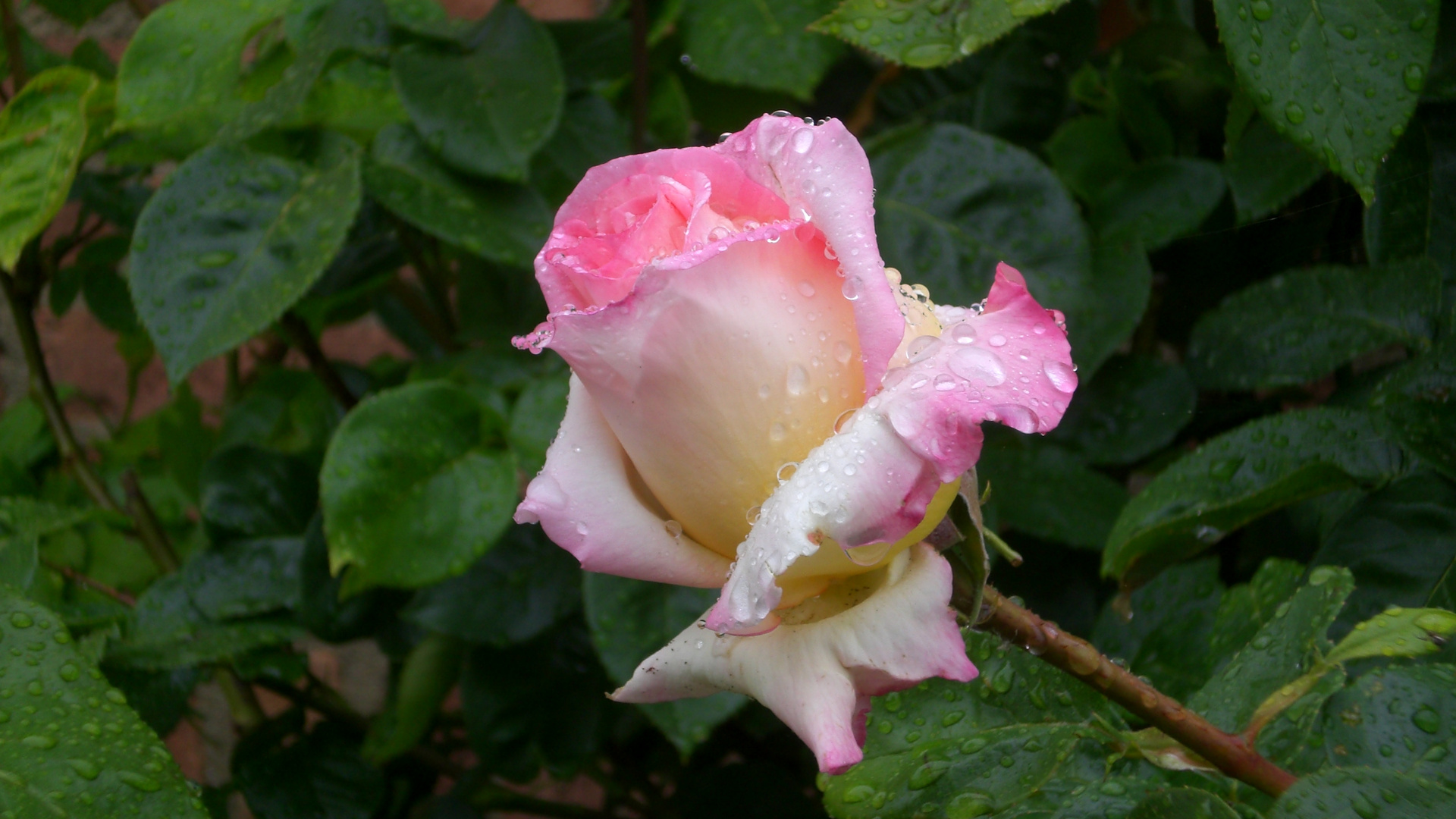 Rose im Regen