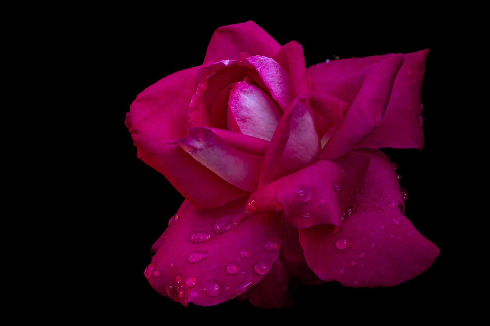 Rose im Regen