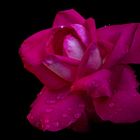 Rose im Regen