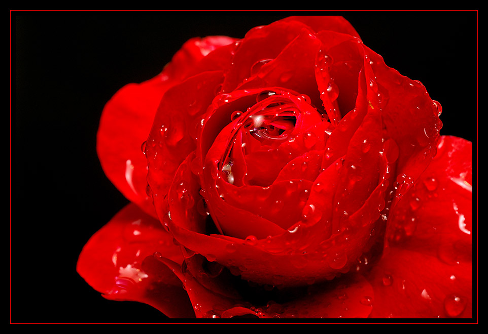 Rose im Regen ...