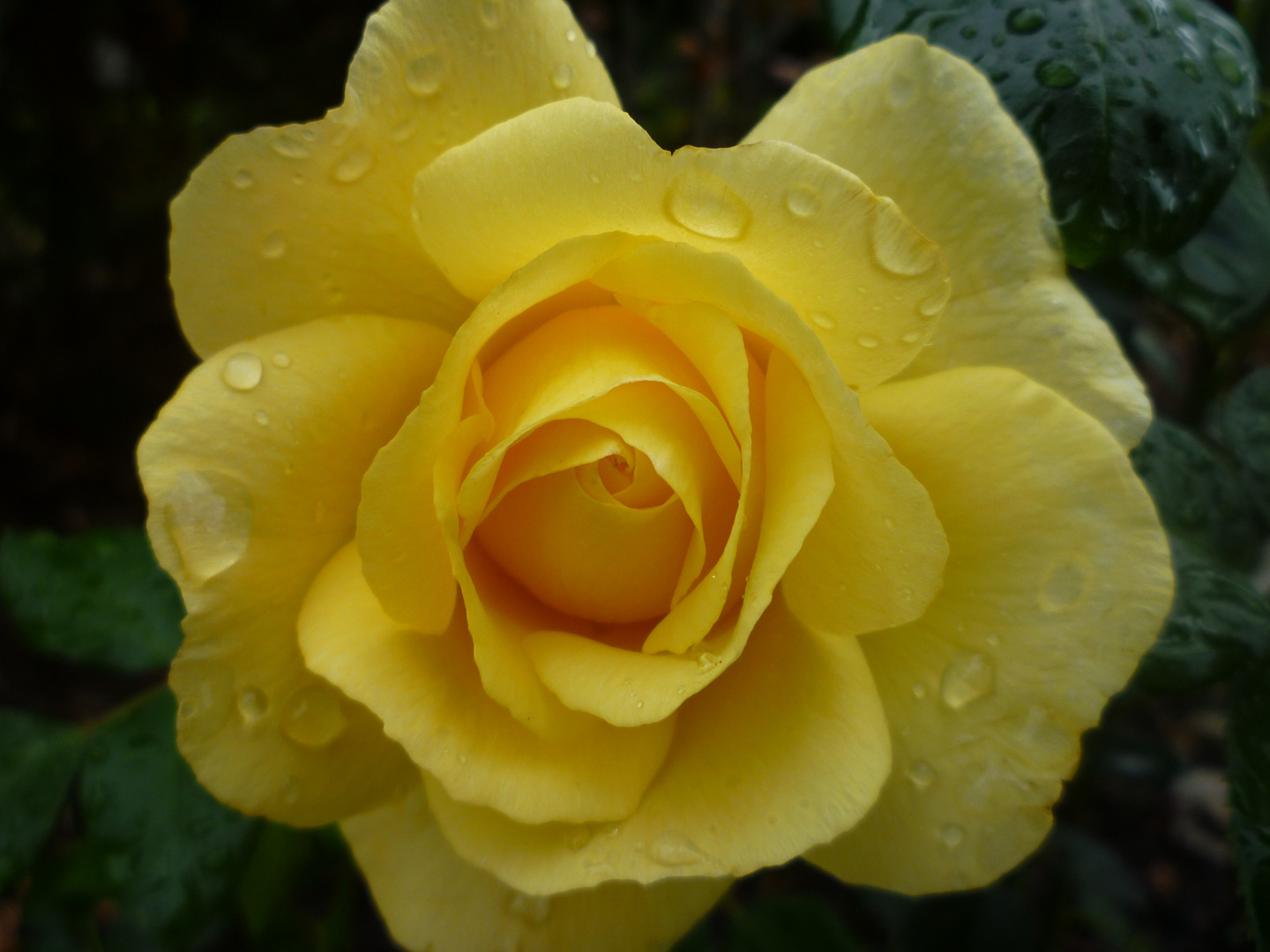 Rose im Regen