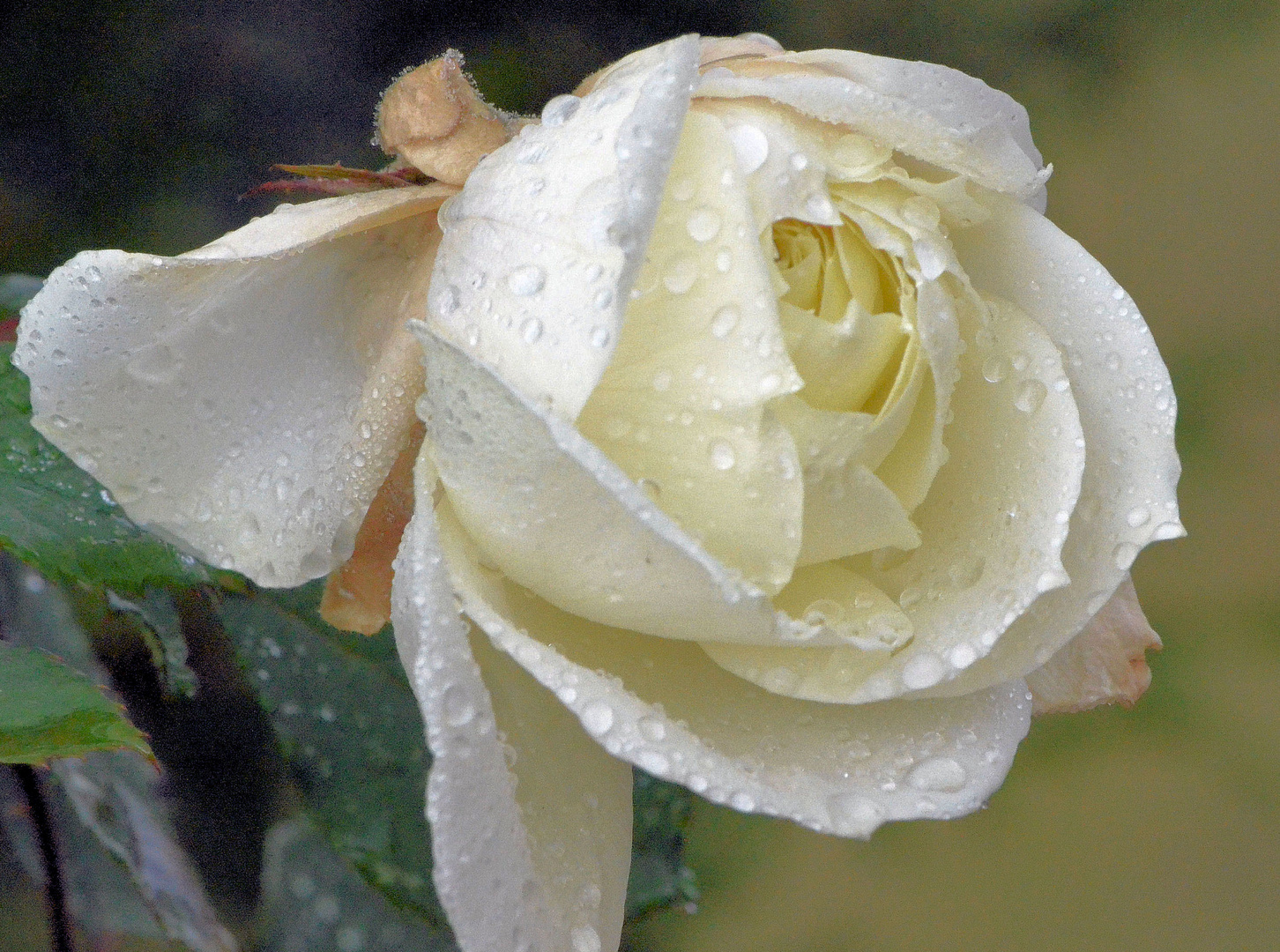 Rose im Regen