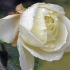 Rose im Regen