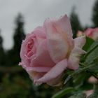 Rose im Regen