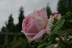 Rose im Regen