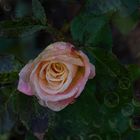 Rose im Regen