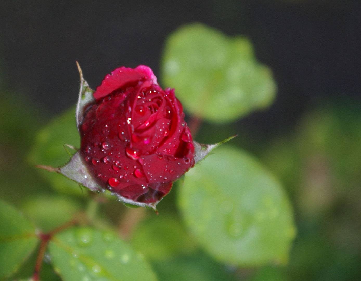 Rose im Regen