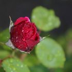 Rose im Regen